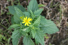 Senecio dalzellii